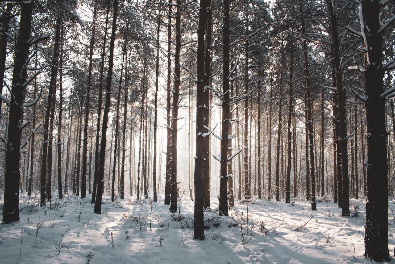 Leśna 21 Dom Południe przy PUSZCZA BIAŁOWIESKA Luka Zewnętrze zdjęcie