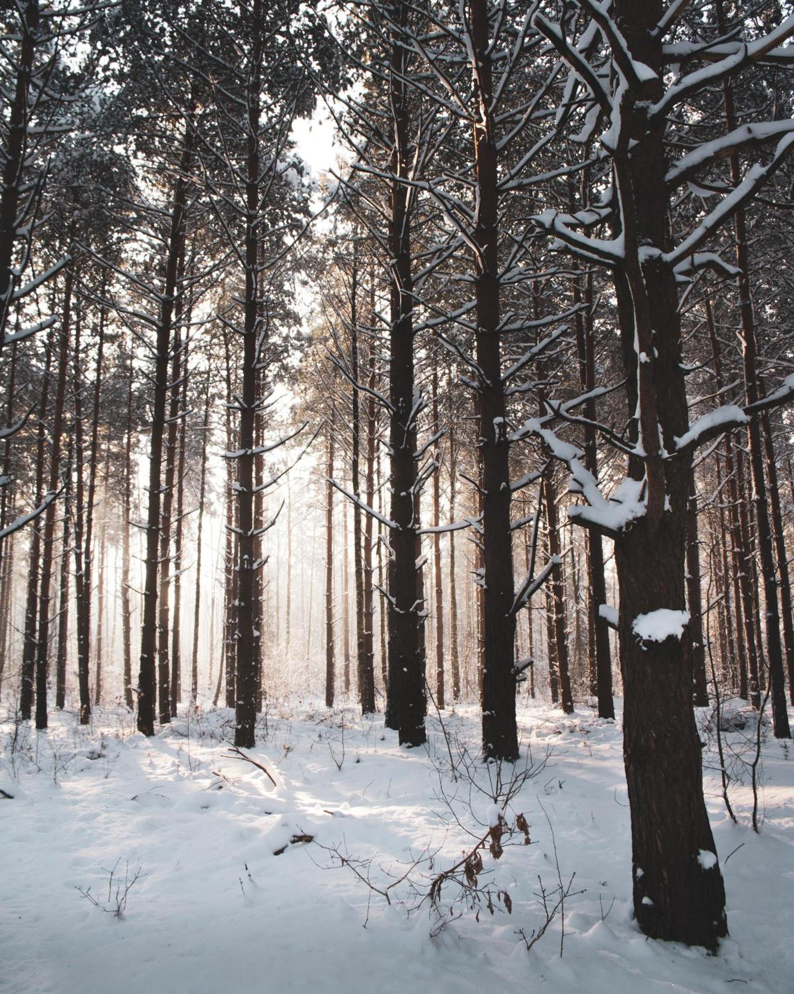 Leśna 21 Dom Południe przy PUSZCZA BIAŁOWIESKA Luka Zewnętrze zdjęcie