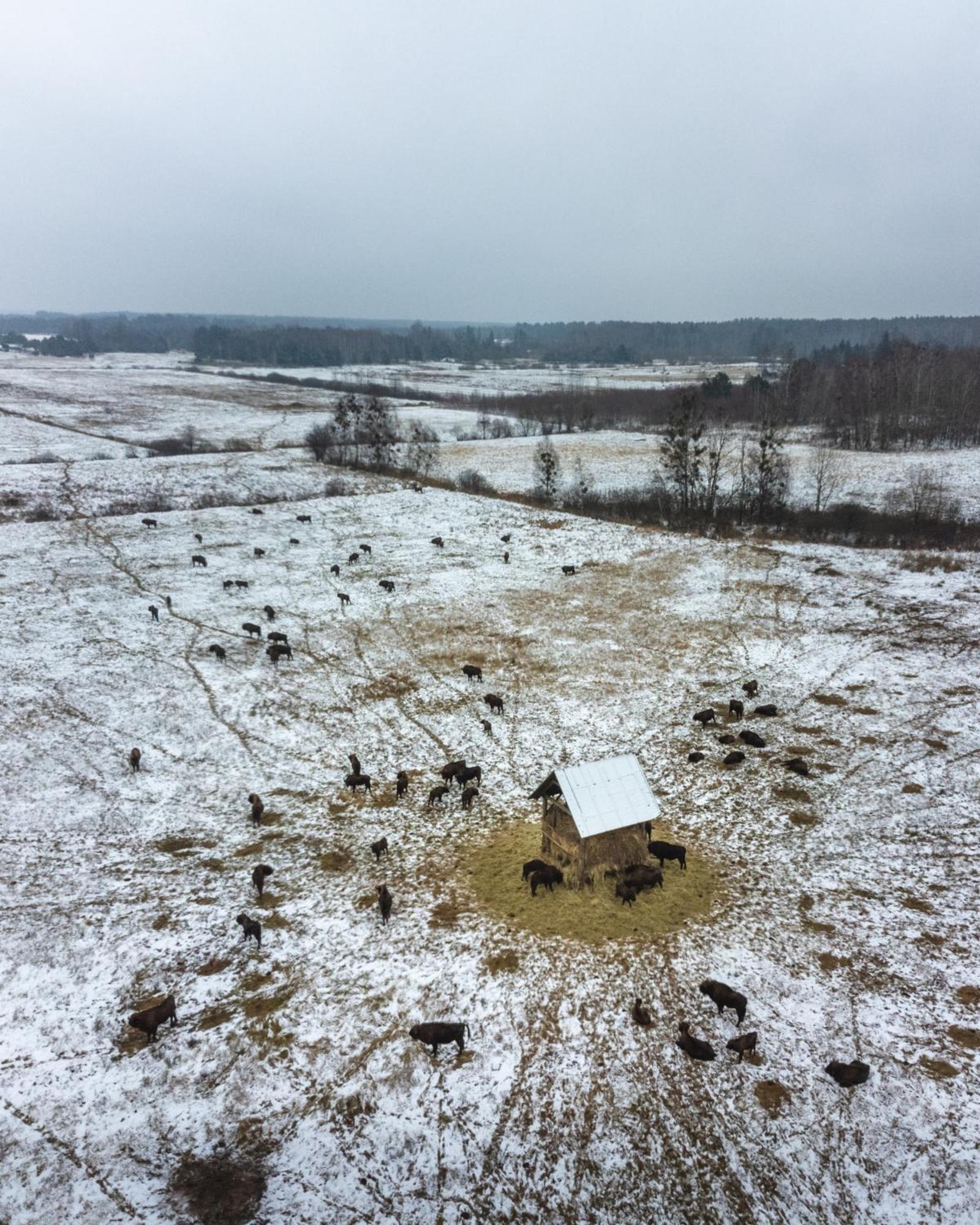 Leśna 21 Dom Południe przy PUSZCZA BIAŁOWIESKA Luka Zewnętrze zdjęcie